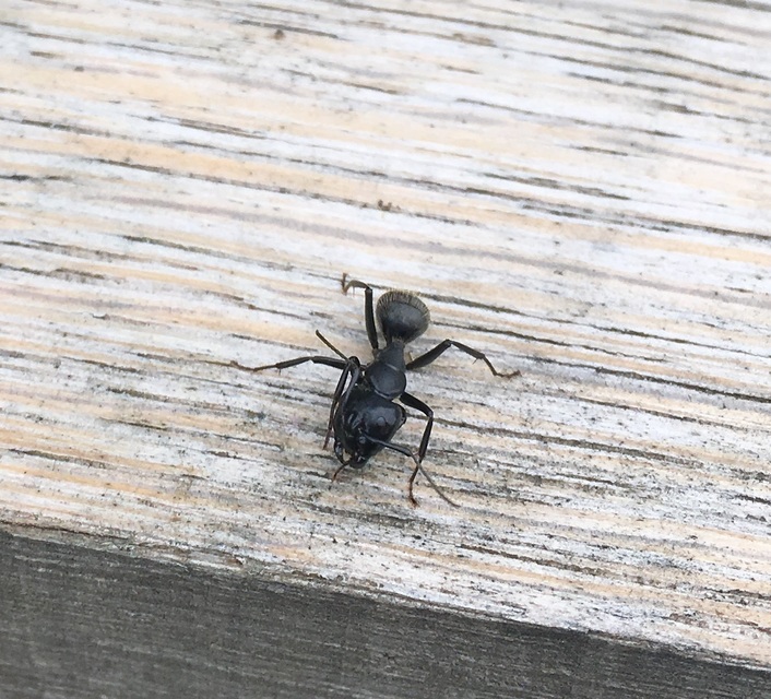 Camponotus vagus - fekete lóhangya