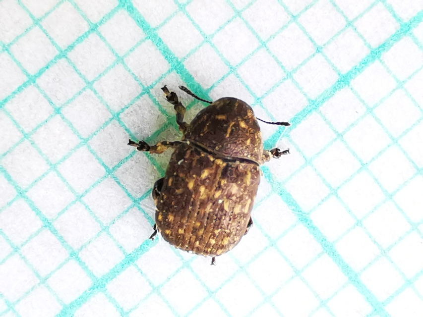 Anthribus nebulosus - ködfoltos pajzstetvész-orrosbogár
