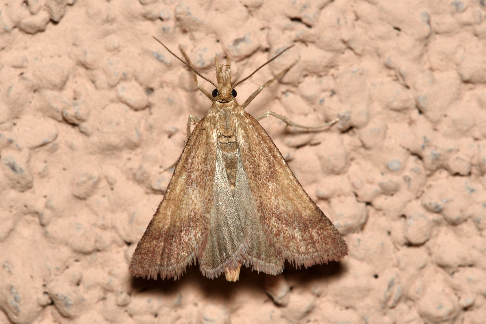 Synaphe punctalis - hosszúlábú fényilonca