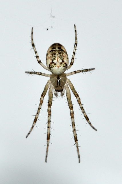 Metellina segmentata/mengei