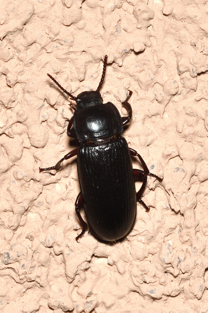 Tenebrio molitor - közönséges lisztbogár