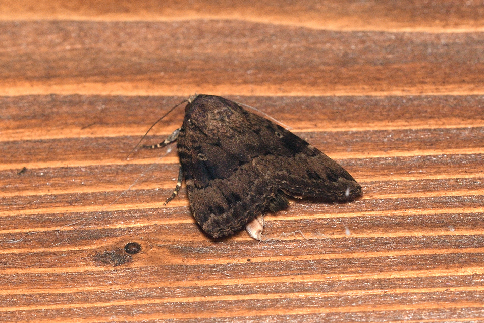 Amphipyra berbera/pyramidea