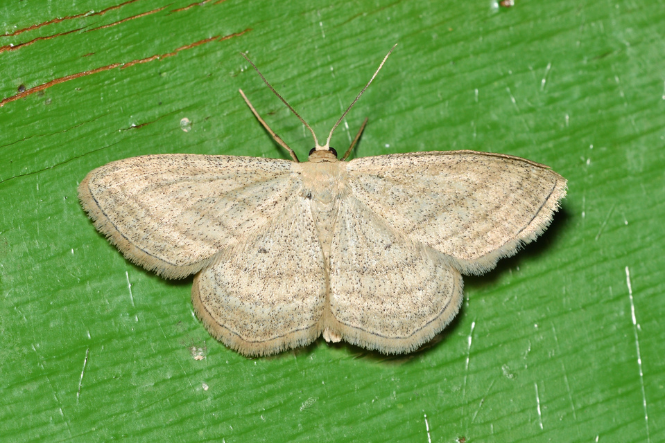 Scopula virgulata - vesszős sávosaraszoló
