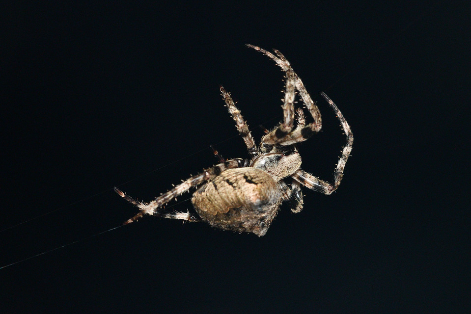 Araneus circe/angulatus