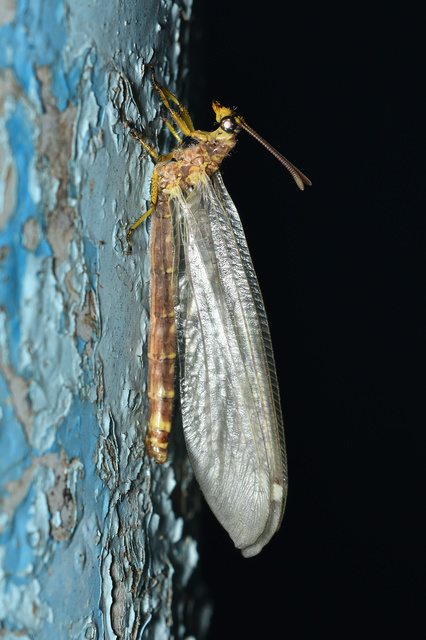 Distoleon tetragrammicus - négyfoltos hangyaleső