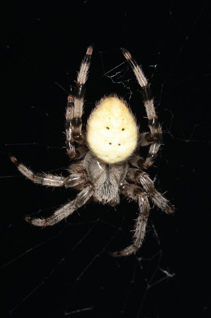Araneus quadratus - négyes keresztespók