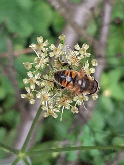 Eristalis tenax - közönséges herelégy