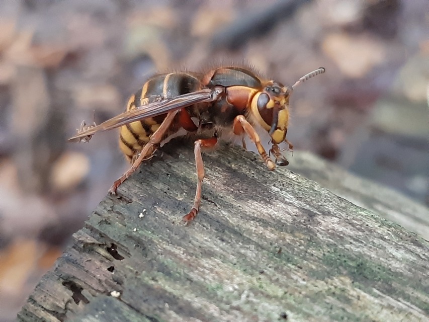 Dolichovespula media - szögletesfejű darázs