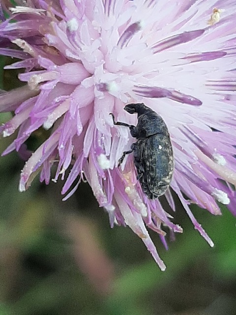 Larinus obtusus - imola-púderbarkó