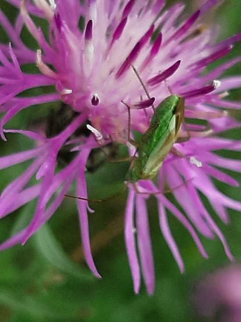 Adelphocoris lineolatus - lucernapoloska