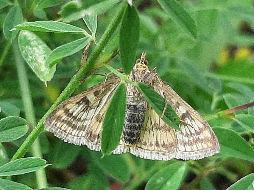 Sitochroa verticalis - világossárga dudvamoly