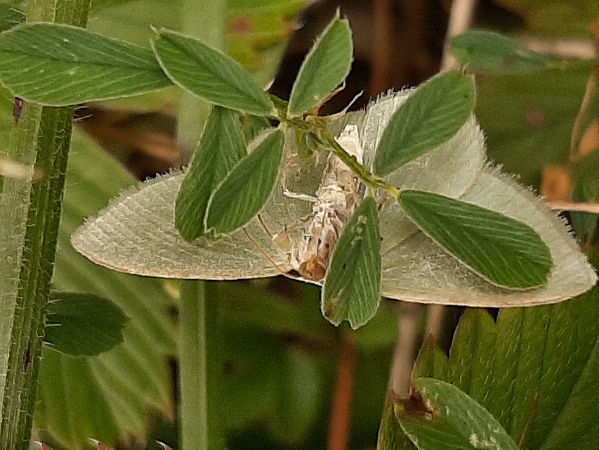 Chlorissa viridata/cloraria