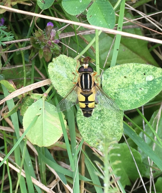 Helophilus trivittatus - nagy mocsárilégy