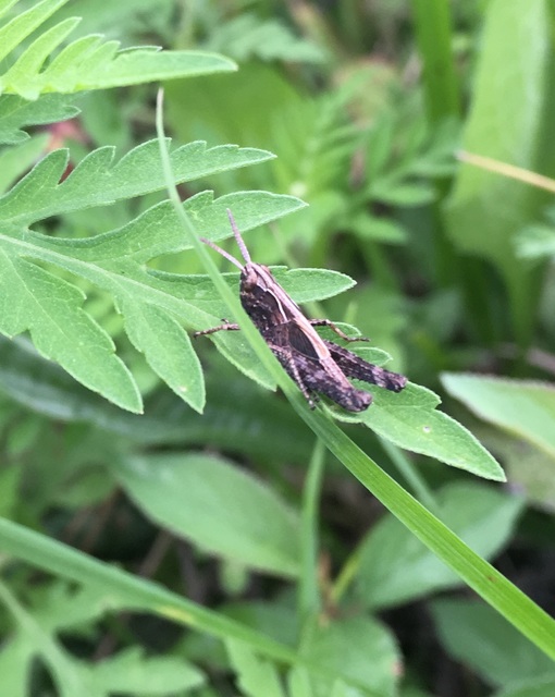 Omocestus rufipes - vöröshasú tarlósáska
