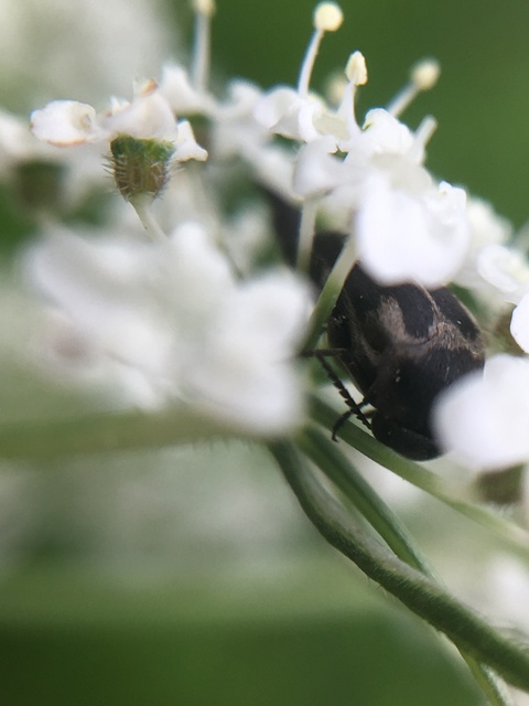 Variimorda villosa - szalagos maróka