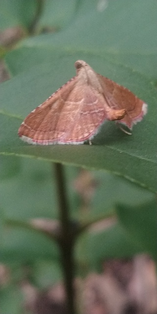 Endotricha flammealis - tüzesszárnyú fényilonca