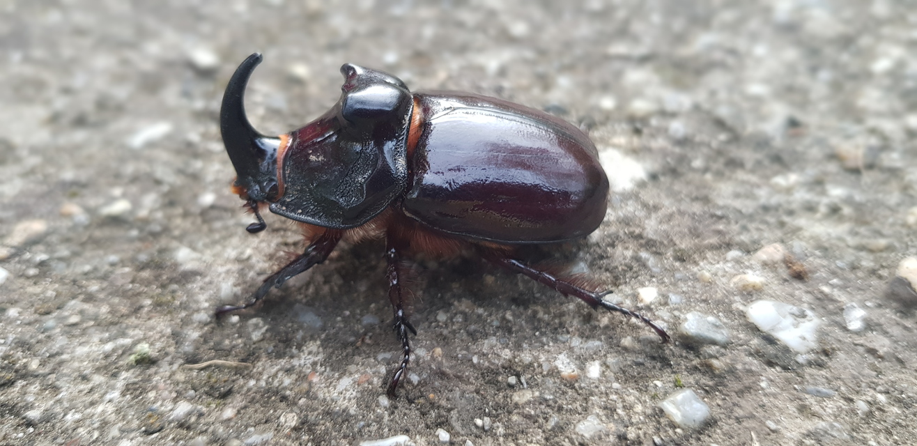 Oryctes nasicornis - orrszarvú bogár