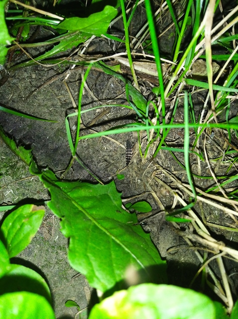 Lampyris noctiluca - nagy szentjánosbogár