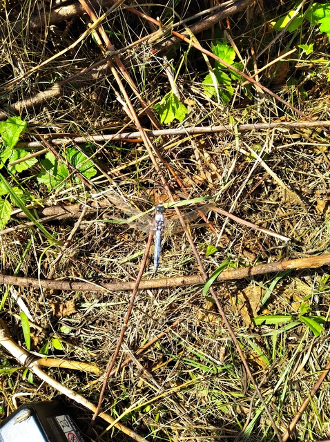 Orthetrum brunneum - pataki pásztorszitakötő