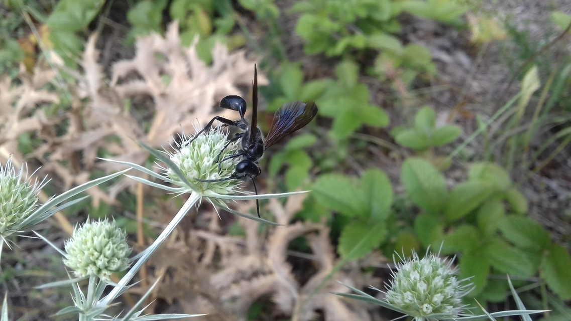 Isodontia mexicana - mexikói fűdarázs