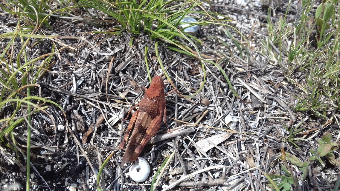 Oedipoda caerulescens - kékszárnyú sáska