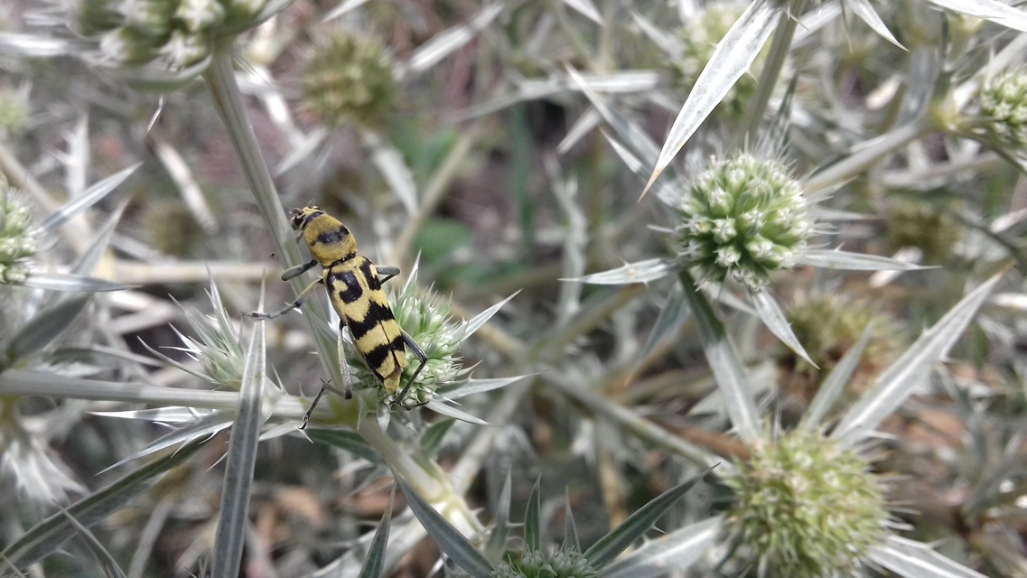 Chlorophorus varius - díszes darázscincér