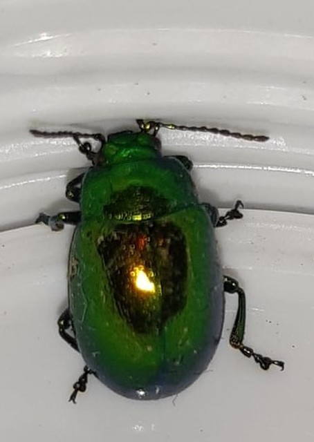 Chrysolina herbacea - zöld mentalevelész