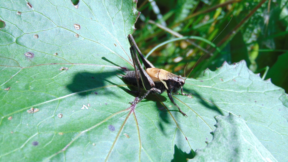 Pholidoptera aptera - nagy avarszöcske