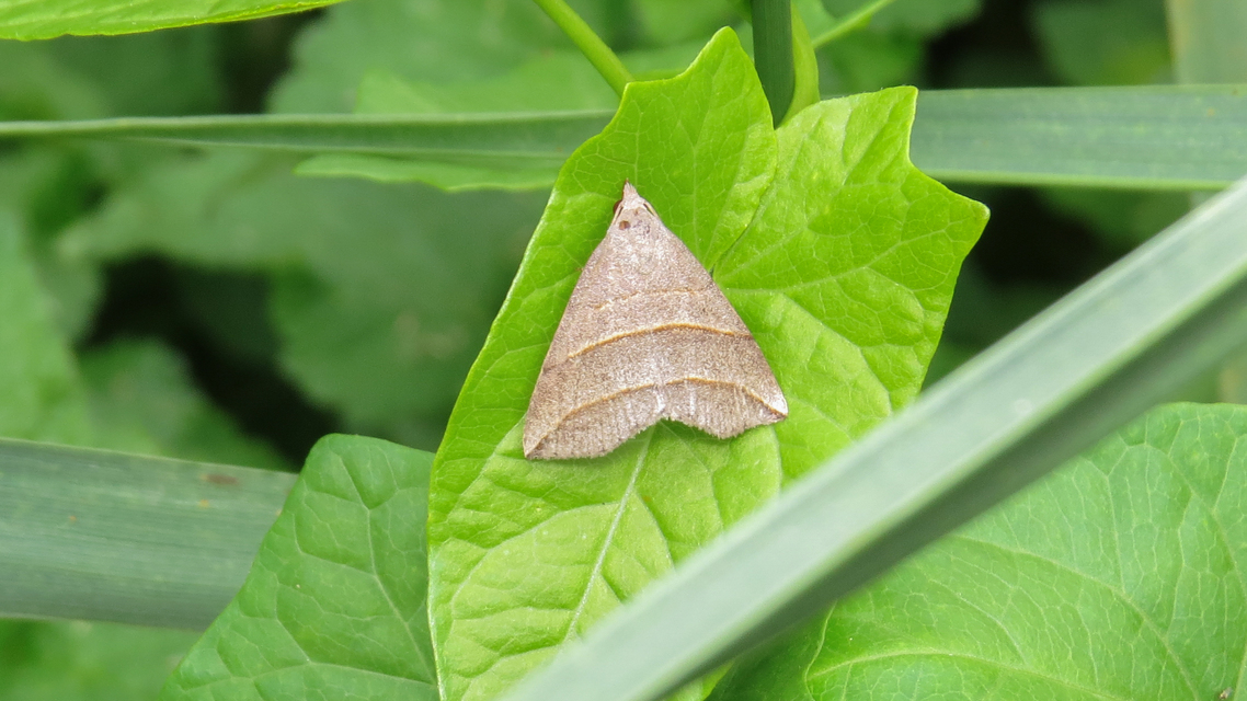 Colobochyla salicalis - háromsávos törpebagoly