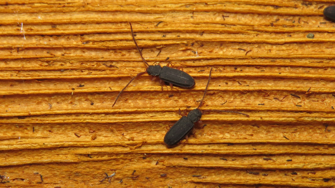 Uleiota planatus - hosszúcsápú fogasnyakú-lapbogár