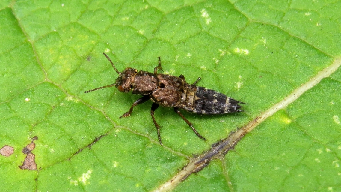 Ontholestes murinus - márványos holyva