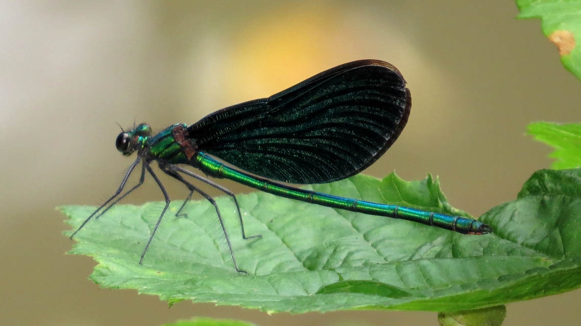 Calopteryx virgo - kisasszony-szitakötő