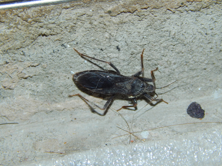 Reduvius personatus - szemetes zugpoloska