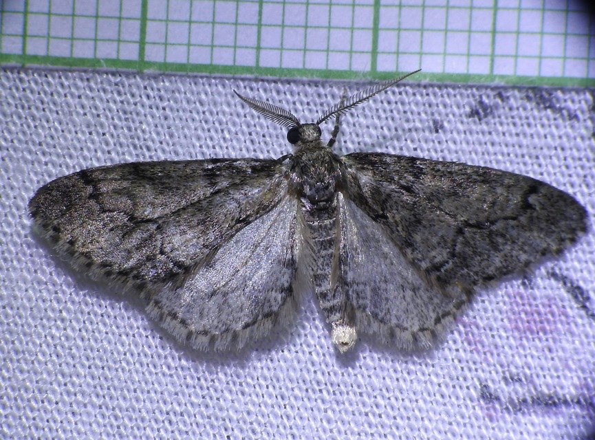 Tephronia sepiaria/Eumannia lepraria
