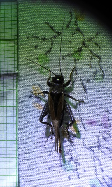 Eumodicogryllus bordigalensis - bordói tücsök