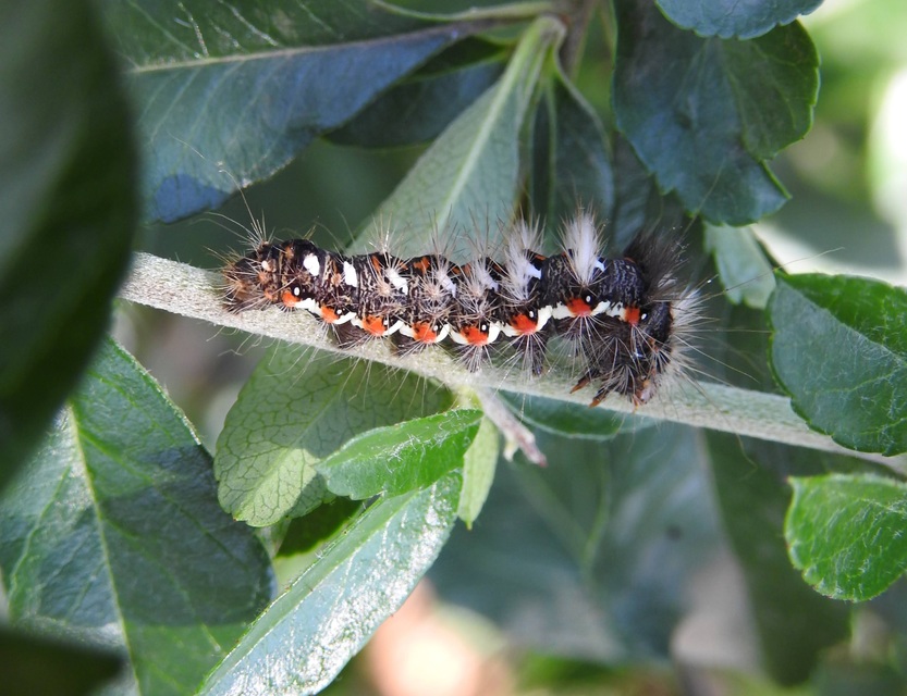 Acronicta rumicis - sóska-szigonyosbagoly