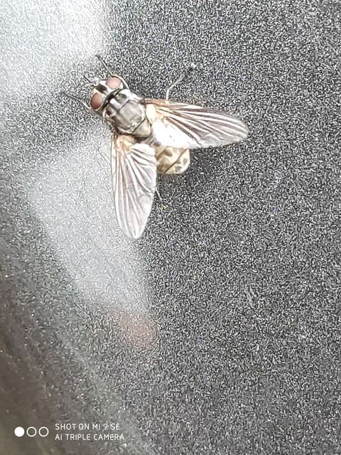 Stomoxys calcitrans - szuronyos istállólégy