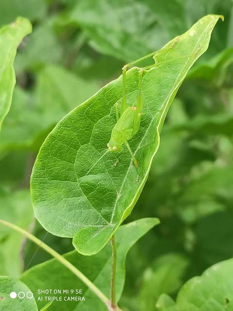 Phaneroptera nana - pontozott repülőszöcske