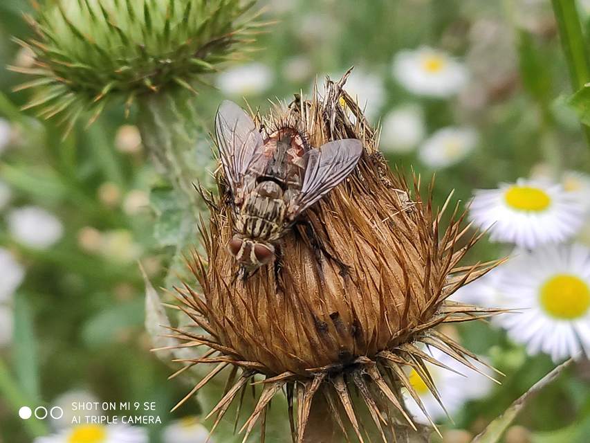 Linnaemya vulpina