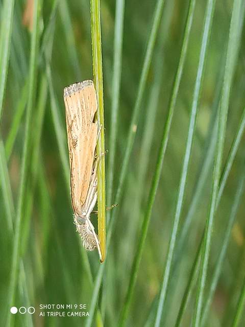 Agriphila inquinatella - közönséges fűgyökérmoly