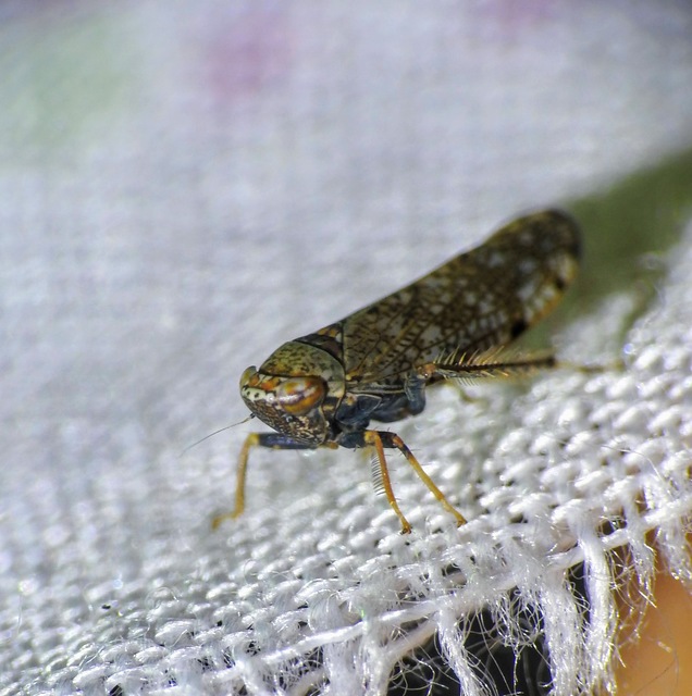 Orientus ishidae