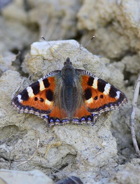 Nymphalis urticae - kis rókalepke