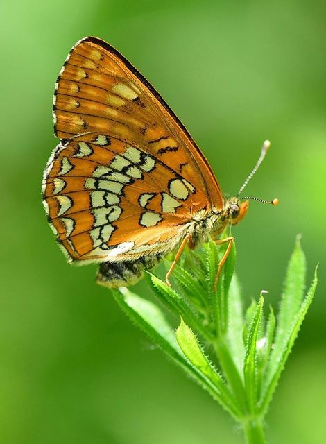 Euphydryas maturna - díszes tarkalepke