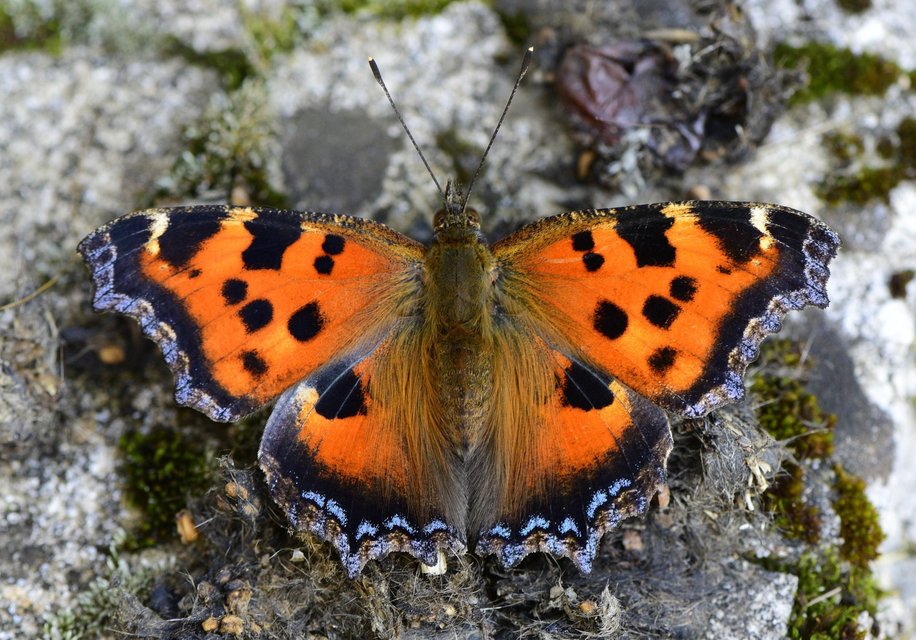 Nymphalis xanthomelas - vörös rókalepke