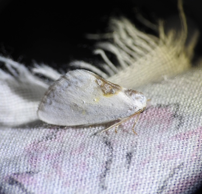 Cilix glaucata - törpe sarlósszövő