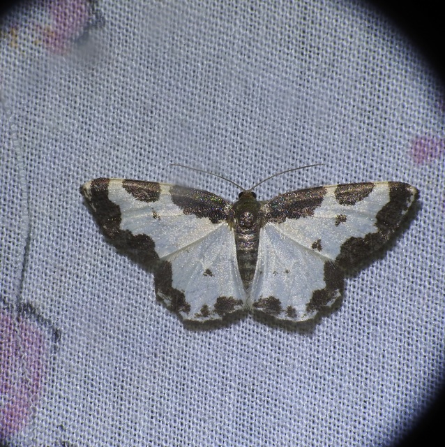 Lomaspilis marginata - szegélyes nyárfaaraszoló