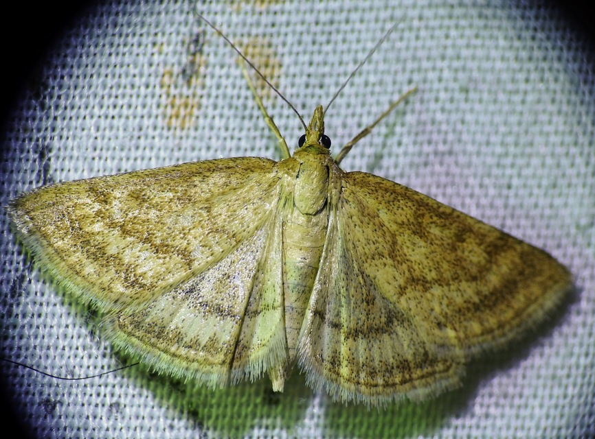 Psammotis pulveralis - rozsdasárga tűzmoly