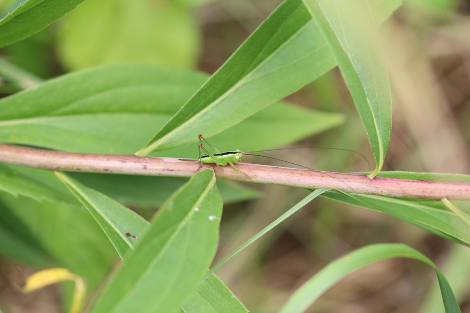 Conocephalus fuscus - kis kúpfejűszöcske