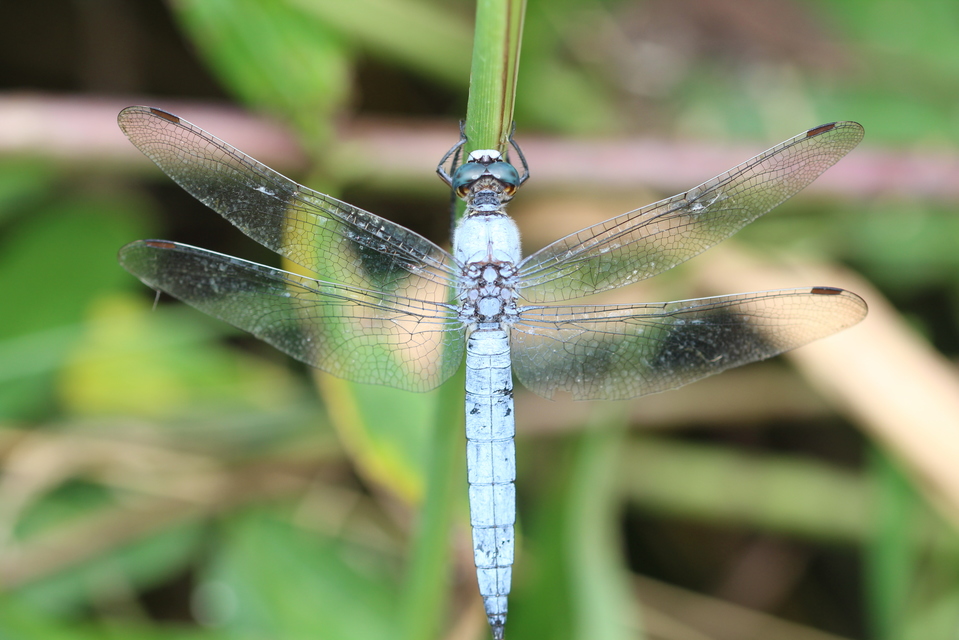 Orthetrum brunneum - pataki pásztorszitakötő