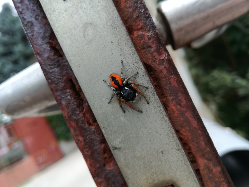Philaeus chrysops - piros ugrópók